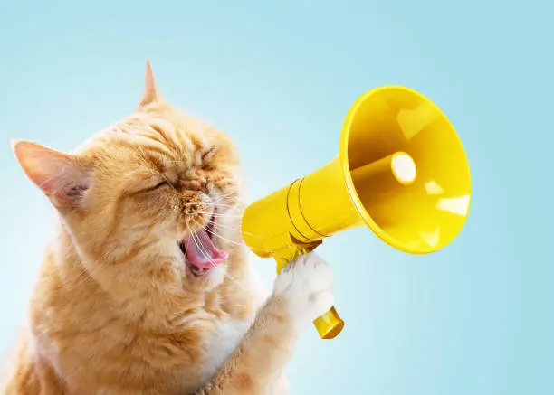 Un drôle de chat roux tient un haut-parleur jaune dans ses pattes et crie sur un fond bleu, une idée créative. Affaires et gestion, concept. Augmenter le trafic, la publicité et l'attention